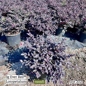 September 2025 3g Ever Red Loropetalum Group Website